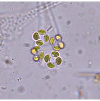 Crucigenia quadrata