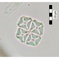 Crucigenia tetrapedia