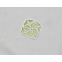 Crucigenia tetrapedia