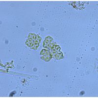 crucigenia_tetrapedia