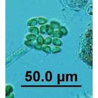 Crucigeniella apiculata