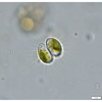 Dicellula geminata