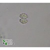 Dicellula planctonica 