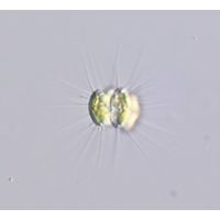 Dicellula planctonica