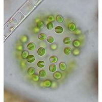 Dictyosphaerium cf. *ehrenbergianum*