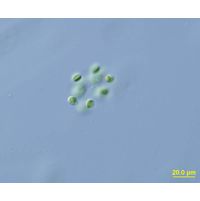 Dictyosphaerium cf. *ehrenbergianum*