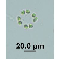Dictyosphaerium ehrenbergianum