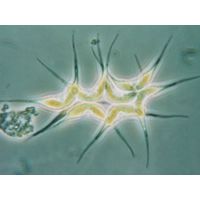 Didymogenes