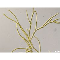 Ekerewekia churiensis