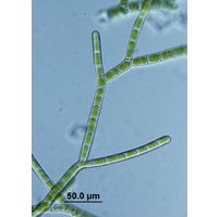 Ekerewekia churiensis
