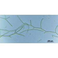 Ekerewekia churiensis