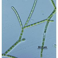Ekerewekia churiensis