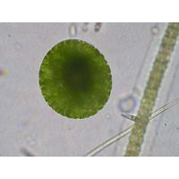 Eremosphaera gigas