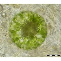 Eremosphaera viridis