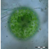 Eremosphaera viridis