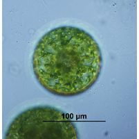 Eremosphaera viridis