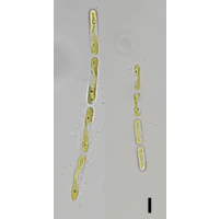 Gloeotila monospora