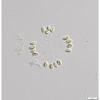 Hindakia tetrachotoma