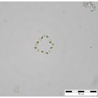 Hindakia tetrachotoma