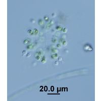 Hindakia tetrachotoma