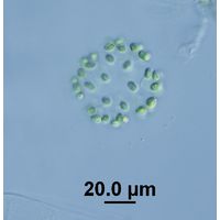 Hindakia tetrachotoma
