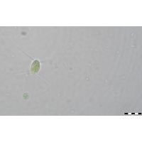 Lagerheimia genevensis