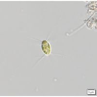Lagerheimia subsalsa