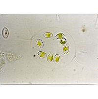 Lagerheimia subsalsa