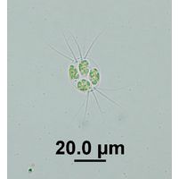 Lagerheimia ciliata