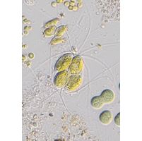 Lagerheimia longiseta
