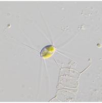 Lagerheimia longiseta
