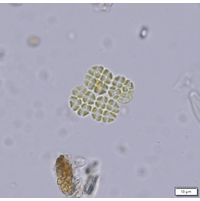 Lemmermannia komarekii