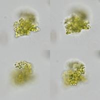 Micractinium bornhemiense