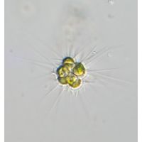 Micractinium pusilum