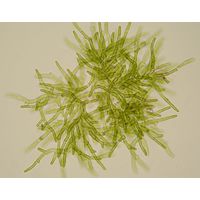Microthamnion strictissimum