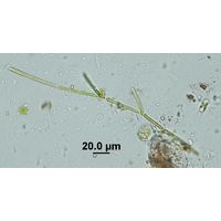Microthamnion strictissimum