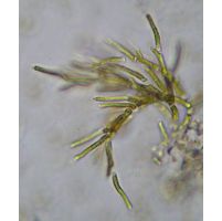 Microthamnion strictissimum