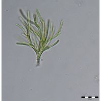 Microthamnion sp. 