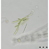 Microthamnion strictissimum