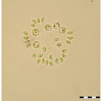 Mucidosphaerium pulchellum