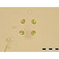 Mucidosphaerium pulchellum