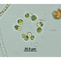 Mucidosphaerium pulchellum
