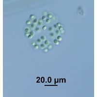 Mucidosphaerium pulchellum