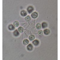 Mucidosphaerium sphagnale