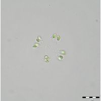 Mucidosphaerium sphagnale