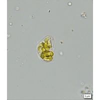 Nephrochlamys allanthoidea
