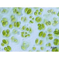 Nephrocytium agardhianum