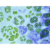 Nephrocytium agardhianum