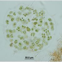 Oocystis