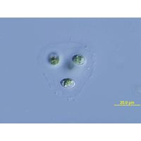 Oocystis lacustris